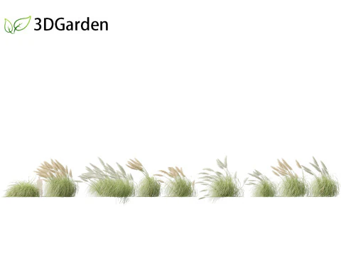 Cortaderia selloana - Pampas grass 06 3D Model