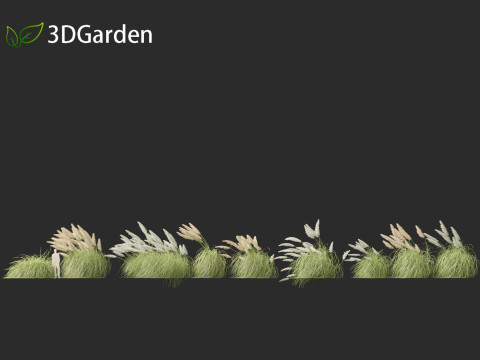 Cortaderia selloana - Pampas grass 06 Model 3D