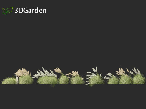 Cortaderia selloana - Pampas grass 06 3D Model