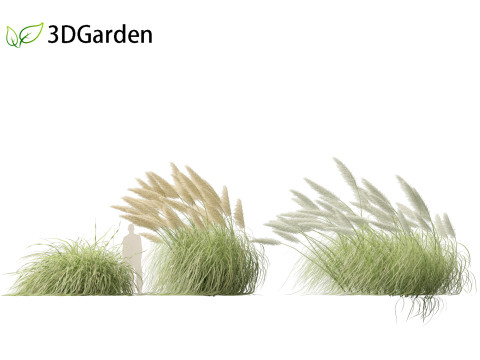 Cortaderia selloana - Pampas grass 06 Model 3D