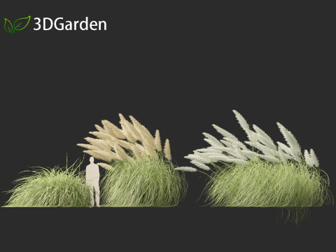 Cortaderia selloana - Pampas grass 06 3D Model
