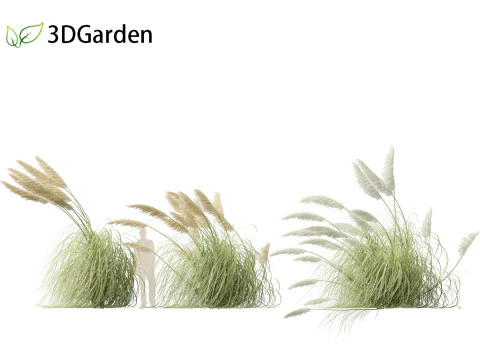 Cortaderia selloana - Pampas grass 06 3D Model