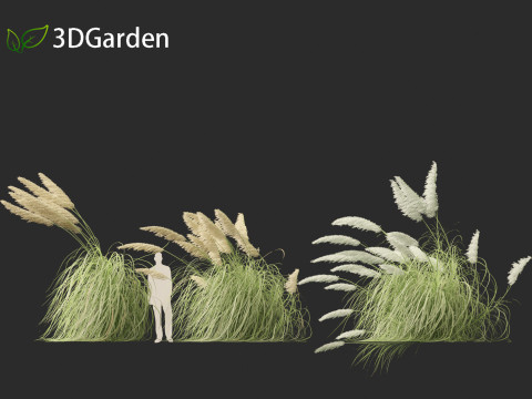 Cortaderia selloana - Pampas grass 06 Model 3D