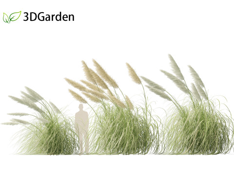 Cortaderia selloana - Pampas grass 06 Model 3D