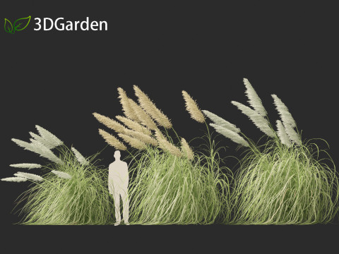 Cortaderia selloana - Pampas grass 06 Model 3D