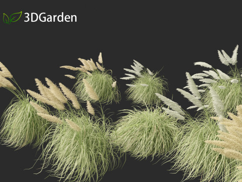 Cortaderia selloana - Pampas grass 06 Model 3D