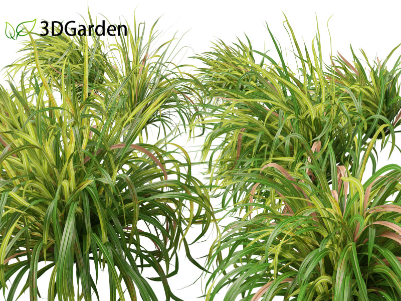 Cymbopogon citratus Lemongrass 01 Modello 3D .c4d .max .obj .3ds .fbx .stl .blend 