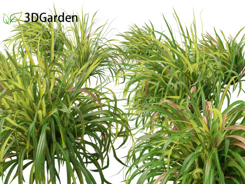 Cymbopogon citratus Lemongrass 01 3D Model