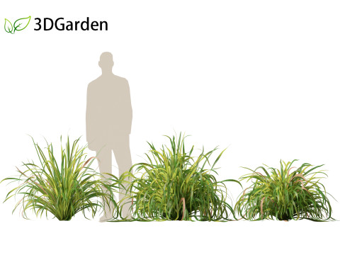 Cymbopogon citratus Lemongrass 01 Modello 3D