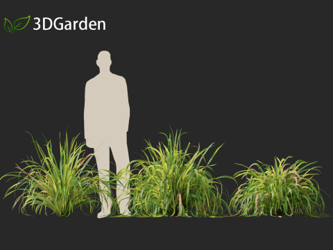Cymbopogon citratus Lemongrass 01 Modello 3D