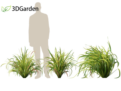 Cymbopogon citratus Lemongrass 01 Modello 3D