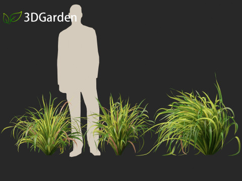 Cymbopogon citratus Lemongrass 01 Modello 3D