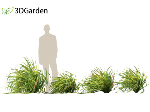 Cymbopogon citratus Lemongrass 01 Modello 3D