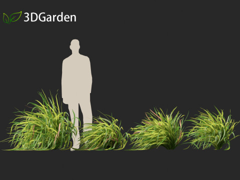 Cymbopogon citratus Lemongrass 01 Modello 3D