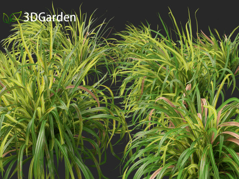 Cymbopogon citratus Lemongrass 01 Modello 3D