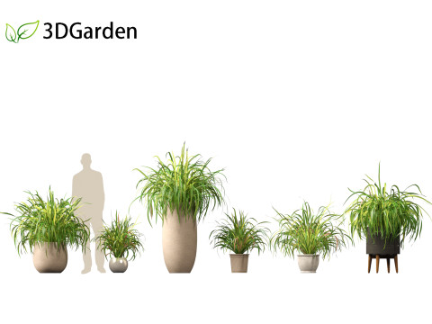 Cymbopogon citratus Lemongrass 02 Model 3D