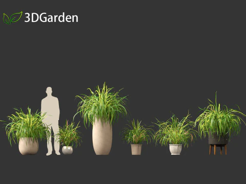 Cymbopogon citratus Lemongrass 02 3D Model