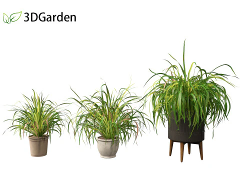 Cymbopogon citratus Lemongrass 02 3D Model