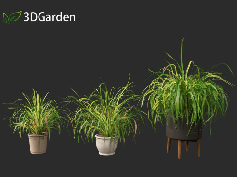 Cymbopogon citratus Lemongrass 02 3D Model