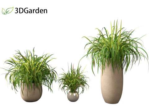 Cymbopogon citratus Lemongrass 02 3D Model