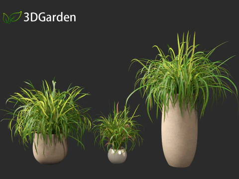 Cymbopogon citratus Lemongrass 02 3D Model