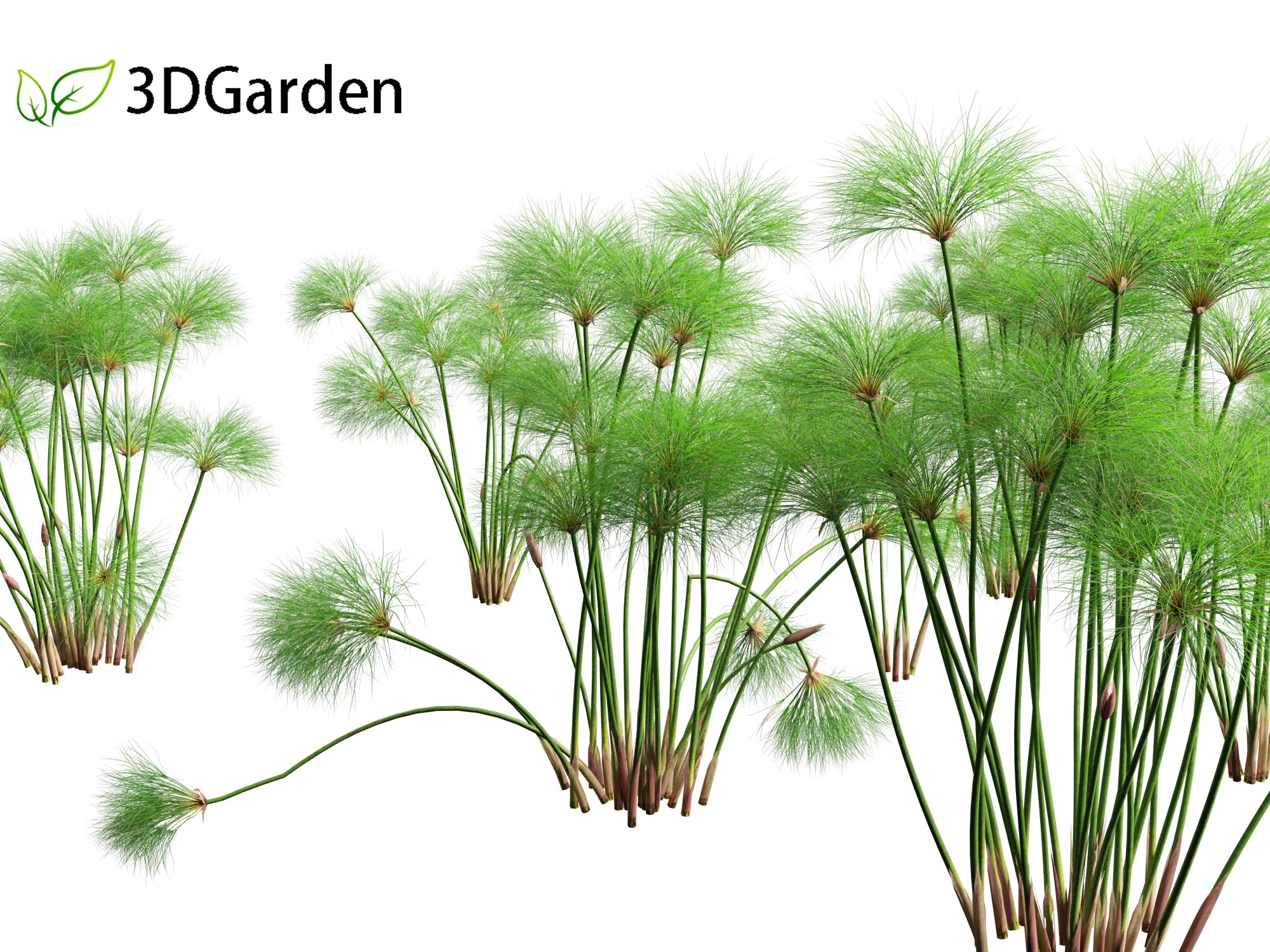 Cyperus papyrus - Bulrush 01 3D Model .c4d .max .obj .3ds .fbx .stl .blend