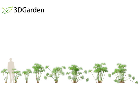 Cyperus papyrus - Bulrush 01 Modelo 3D