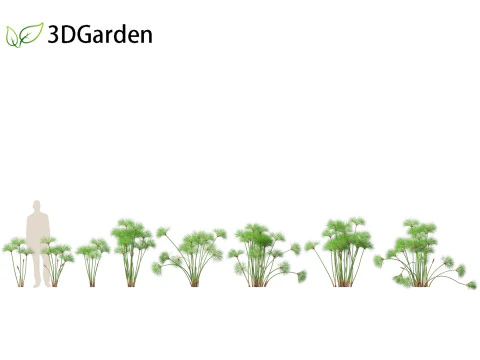 Cyperus papyrus - Bulrush 01 3D Model