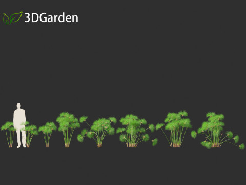 Cyperus papyrus - Bulrush 01 Modelo 3D