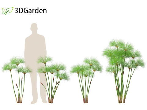 Cyperus papyrus - Bulrush 01 Modelo 3D