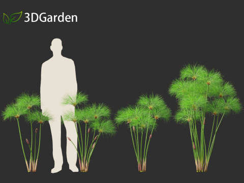 Cyperus papyrus - Bulrush 01 Modelo 3D
