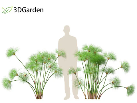 Cyperus papyrus - Bulrush 01 3D Model