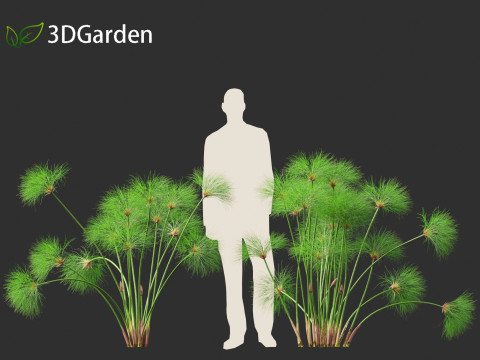 Cyperus papyrus - Bulrush 01 Modelo 3D