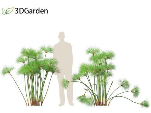 Cyperus papyrus - Bulrush 01 3D Model