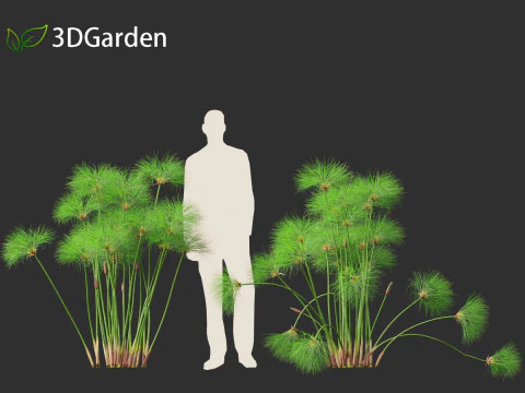 Cyperus papyrus - Bulrush 01 3D Model