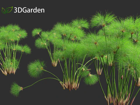 Cyperus papyrus - Bulrush 01 3D Model