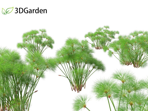 Cyperus papyrus - Bulrush 02 3D Model