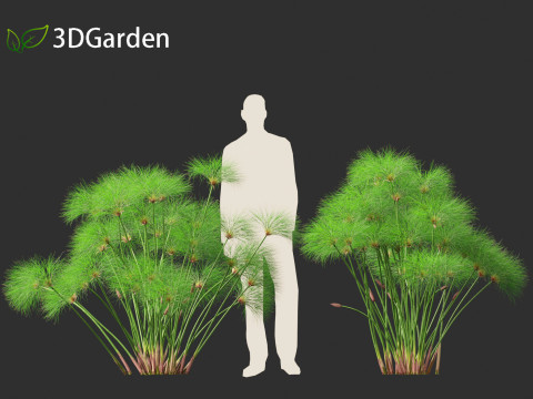 Cyperus papyrus - Bulrush 02 Modello 3D