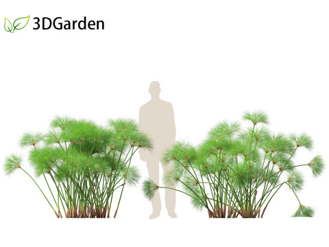 Cyperus papyrus - Bulrush 02 Modello 3D
