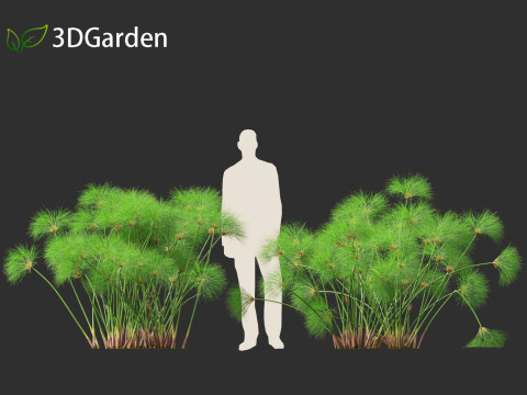 Cyperus papyrus - Bulrush 02 Modello 3D