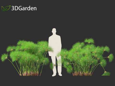 Cyperus papyrus - Lisdodde 02 3D Model