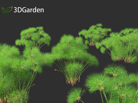 Cyperus papyrus - Bulrush 02 Modello 3D