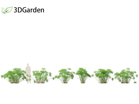 Cyperus papyrus - Lisdodde 02 3D Model