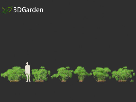 Cyperus papyrus - Bulrush 02 Modello 3D
