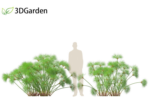 Cyperus papyrus - Bulrush 02 Modello 3D