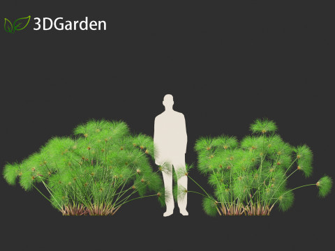 Cyperus papyrus - Bulrush 02 Modello 3D