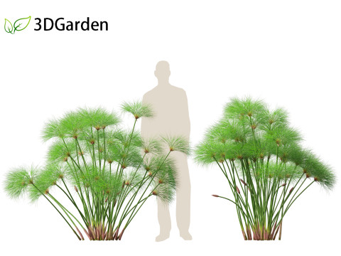 Cyperus papyrus - Bulrush 02 Modello 3D