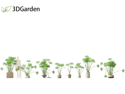 Cyperus papiro - Giunco ​​di palude 03 Modello 3D