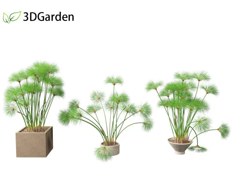 Cyperus papyrus - Bulrush 03 3D Model