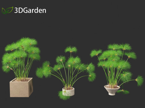 Cyperus papyrus - Bulrush 03 3D Modell